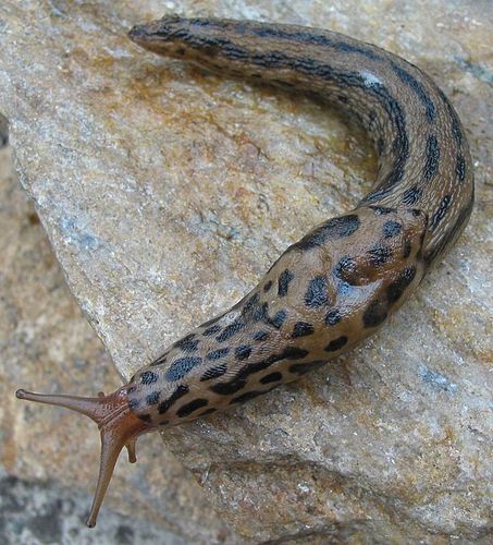 Limax maximus